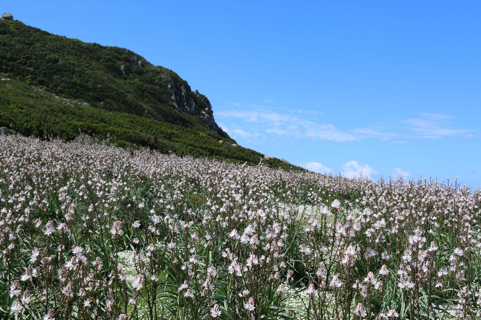 Asphodels in bloom along the trails
