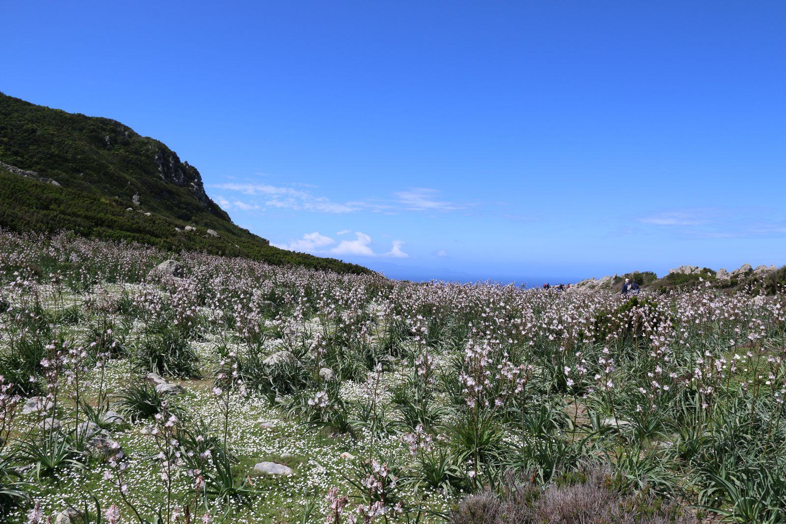 Asphodels in bloom in spring